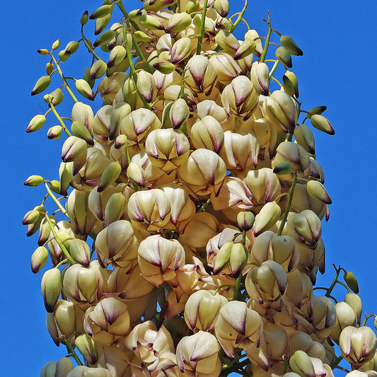 Hesperoyucca Whipplei – Chaparral Yucca Our Lord’s Candle Seeds