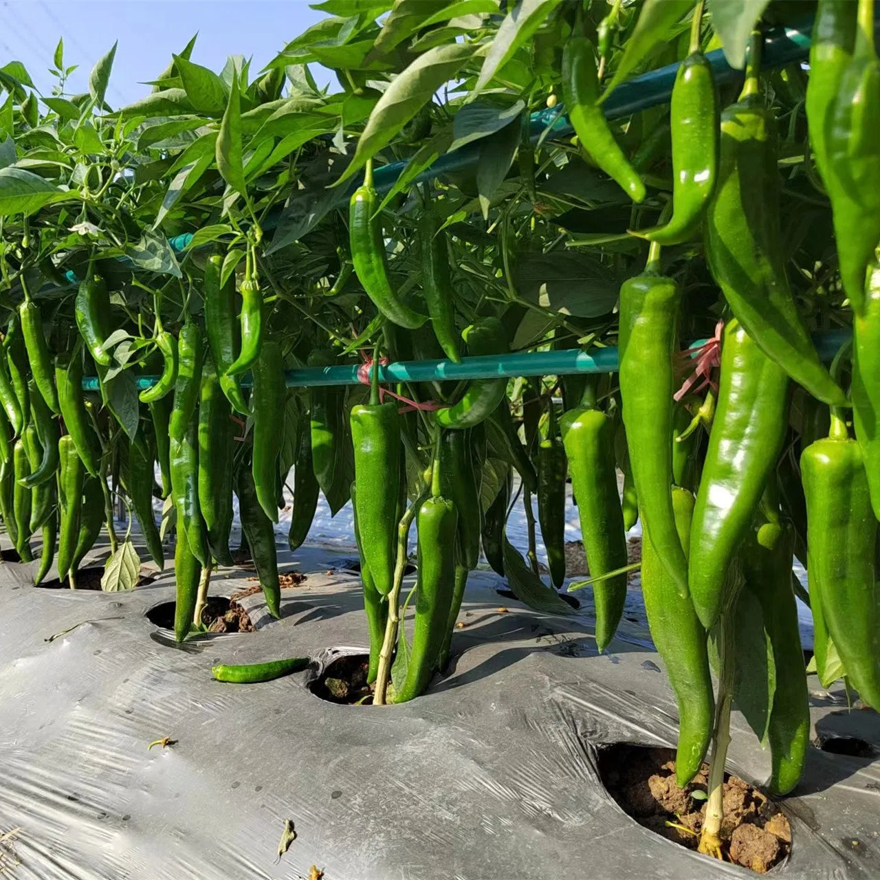 Jalapeno Pepper Bulk – Garden Vegetable Seeds