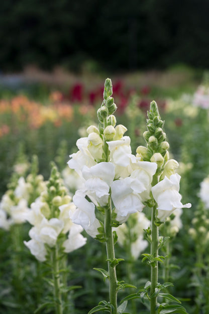 White Snapdragon Antirrhinum – Garden Flower Seeds