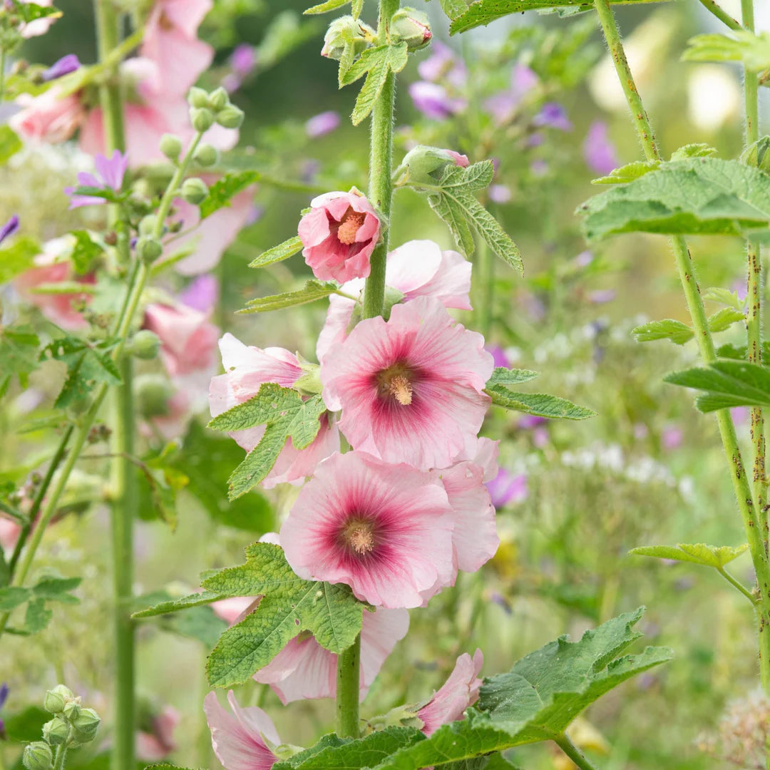 Danish Hollyhock (Alcea rosea) Flower Seeds for Planting – Heirloom, Non-GMO, Tall Growing, Easy to Grow, Biennial Blooms