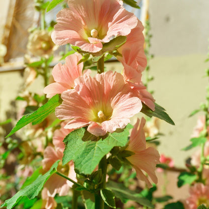 Salmon Color Hollyhock – Colorful, Perennial Flower Seeds