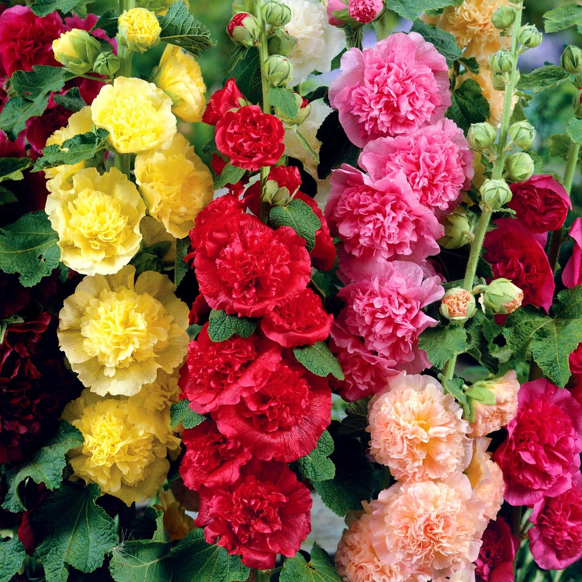 Hollyhock Alcea Rosea – Chater Double Mixed Color Flower Seeds