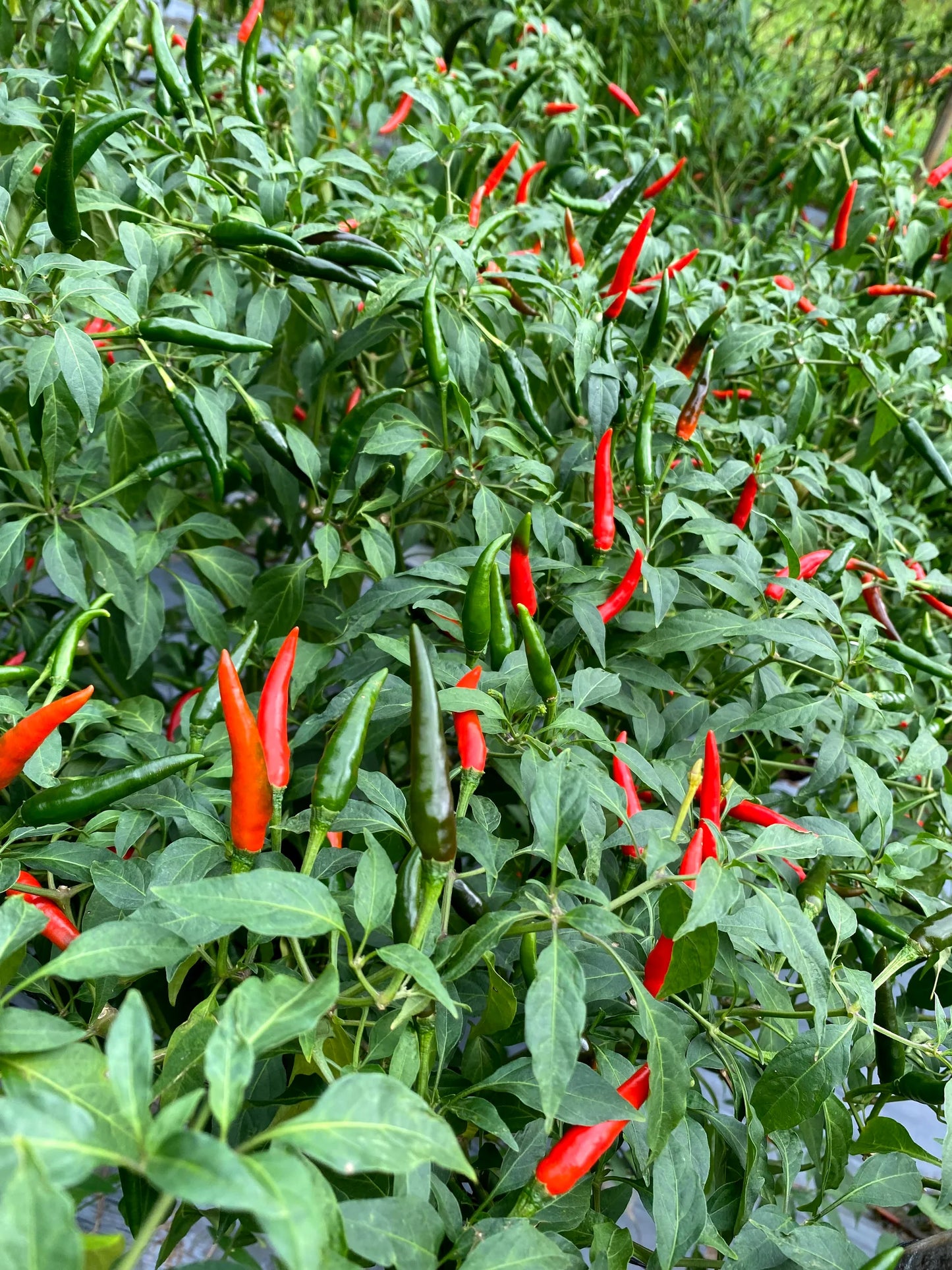 Jalapeno Pepper Seeds – Garden Vegetable Seeds