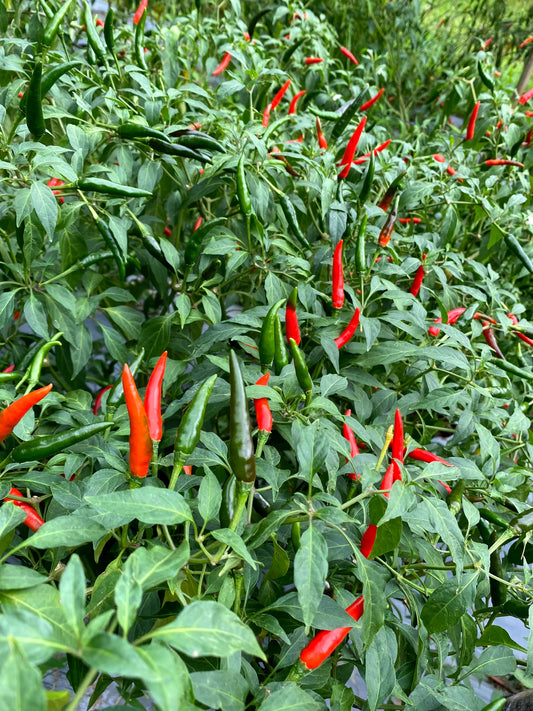 Jalapeno Pepper Seeds – Garden Vegetable Seeds