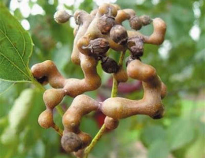 Japanese Raisin Tree Hovenia Dulcis – Fruit Tree Seeds