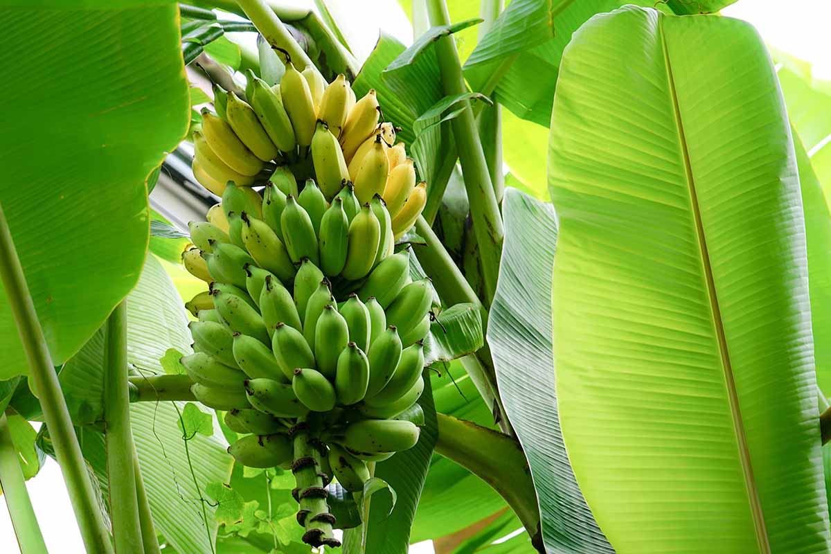 Seeds Ornamental Banana – Perennial, Dwarf, Garden Fruit Seeds
