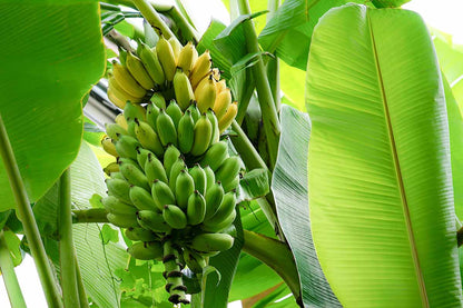 Seeds Ornamental Banana – Perennial, Dwarf, Garden Fruit Seeds