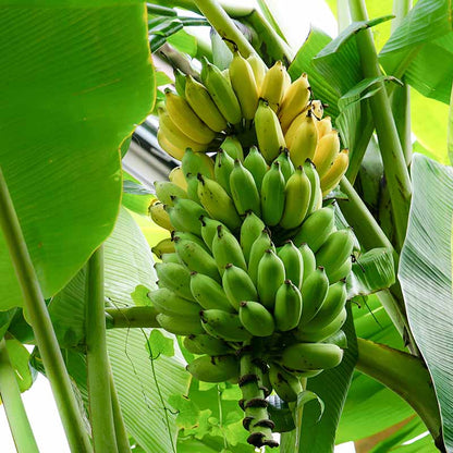 Green & Yellow Banana Seeds for Planting – Heirloom, Non-GMO, Musa Variety, Easy to Grow