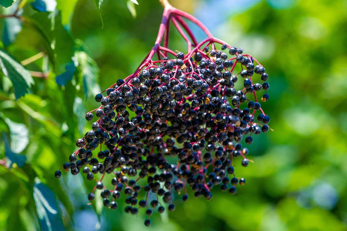 Elderberry Sambucus Nigra – Edible Shrub Seeds