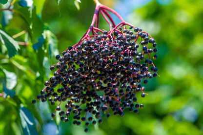 Elderberry Sambucus Nigra – Edible Shrub Seeds