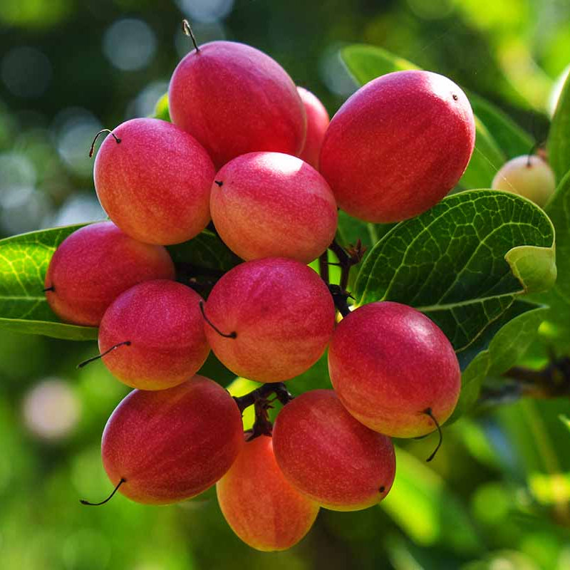Miracle Fruit Seeds Synsepalum Dulcificum Sweet Berry Plant | Unique Tropical Houseplant