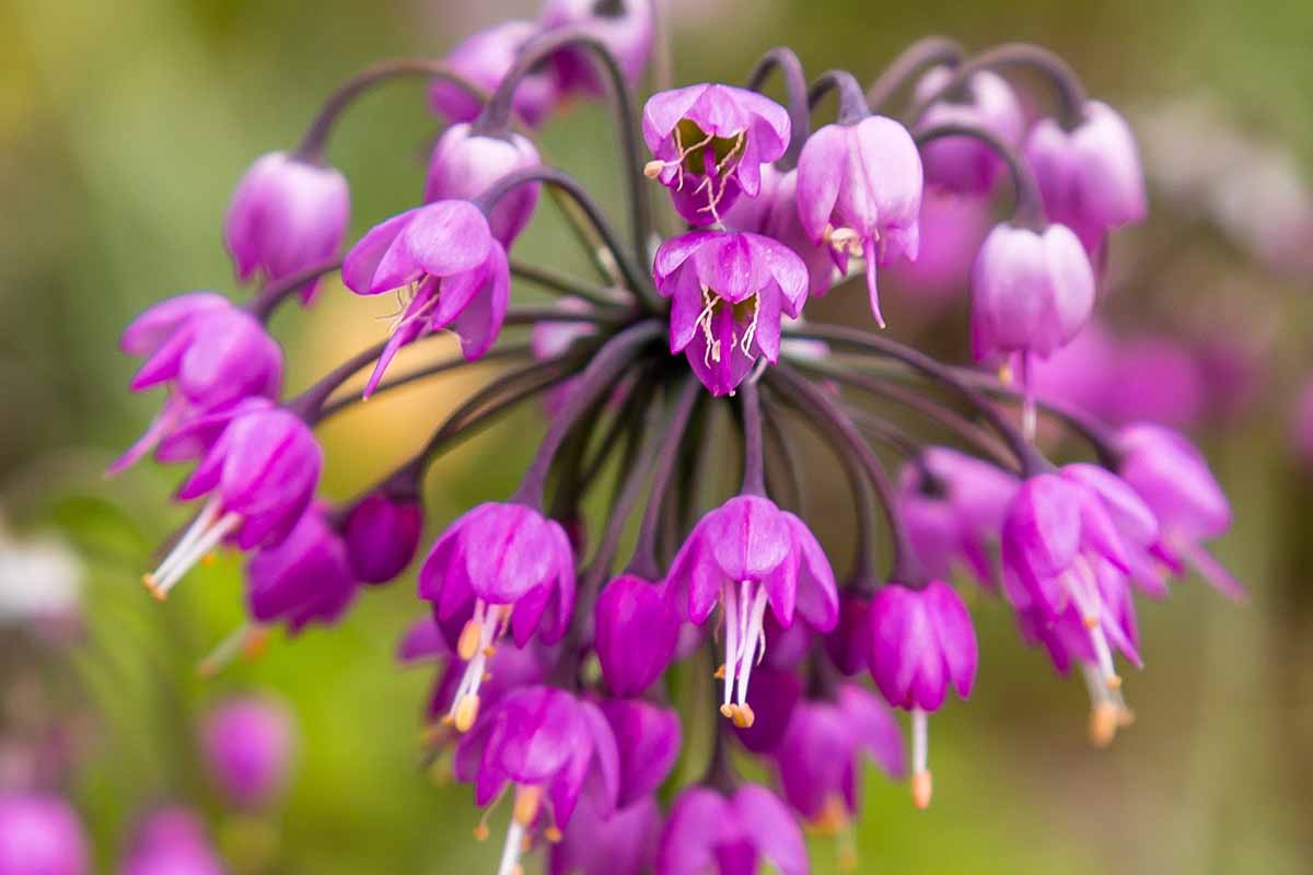 Nodding Onion Allium Cernuum – Pink Garden Vegetable Seeds