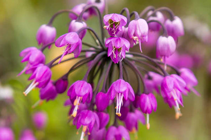 Nodding Onion Allium Cernuum – Pink Garden Vegetable Seeds