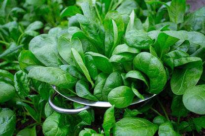 Spinach Bloomsdale Spinacia Oleracea – Vegetable Garden Seeds