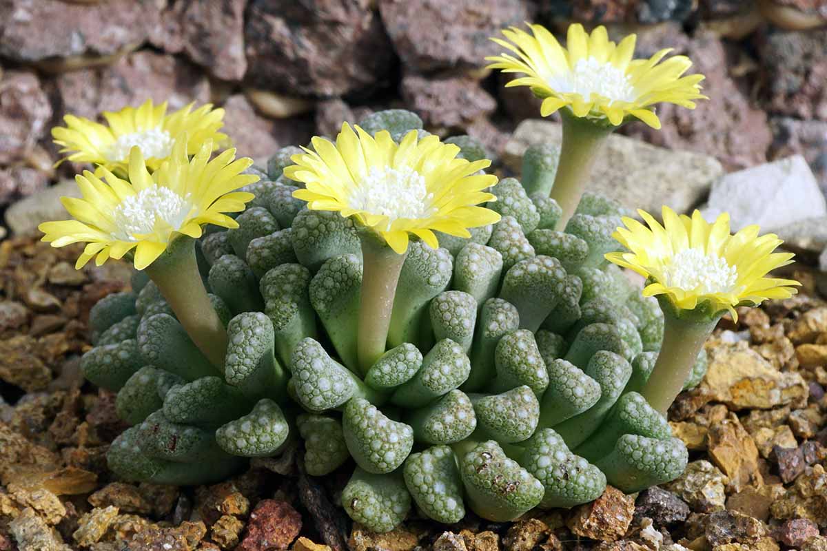 Titanopsis Calcarea – Succulent Garden Plant Seeds