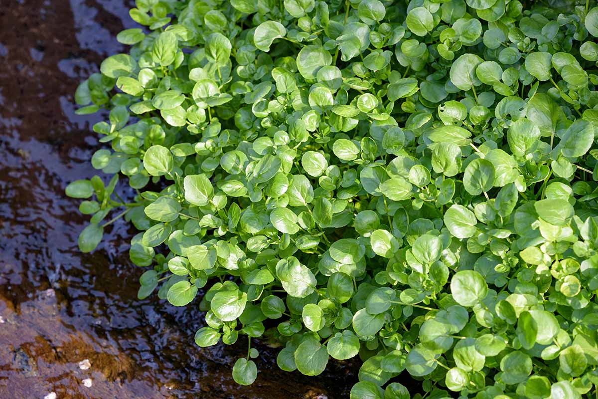 Cress Watercress Seeds – Garden Flower Seeds