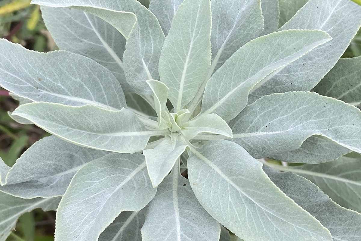 White Sage – Herb Seeds