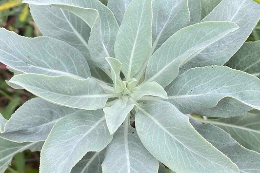 White Sage – Herb Seeds