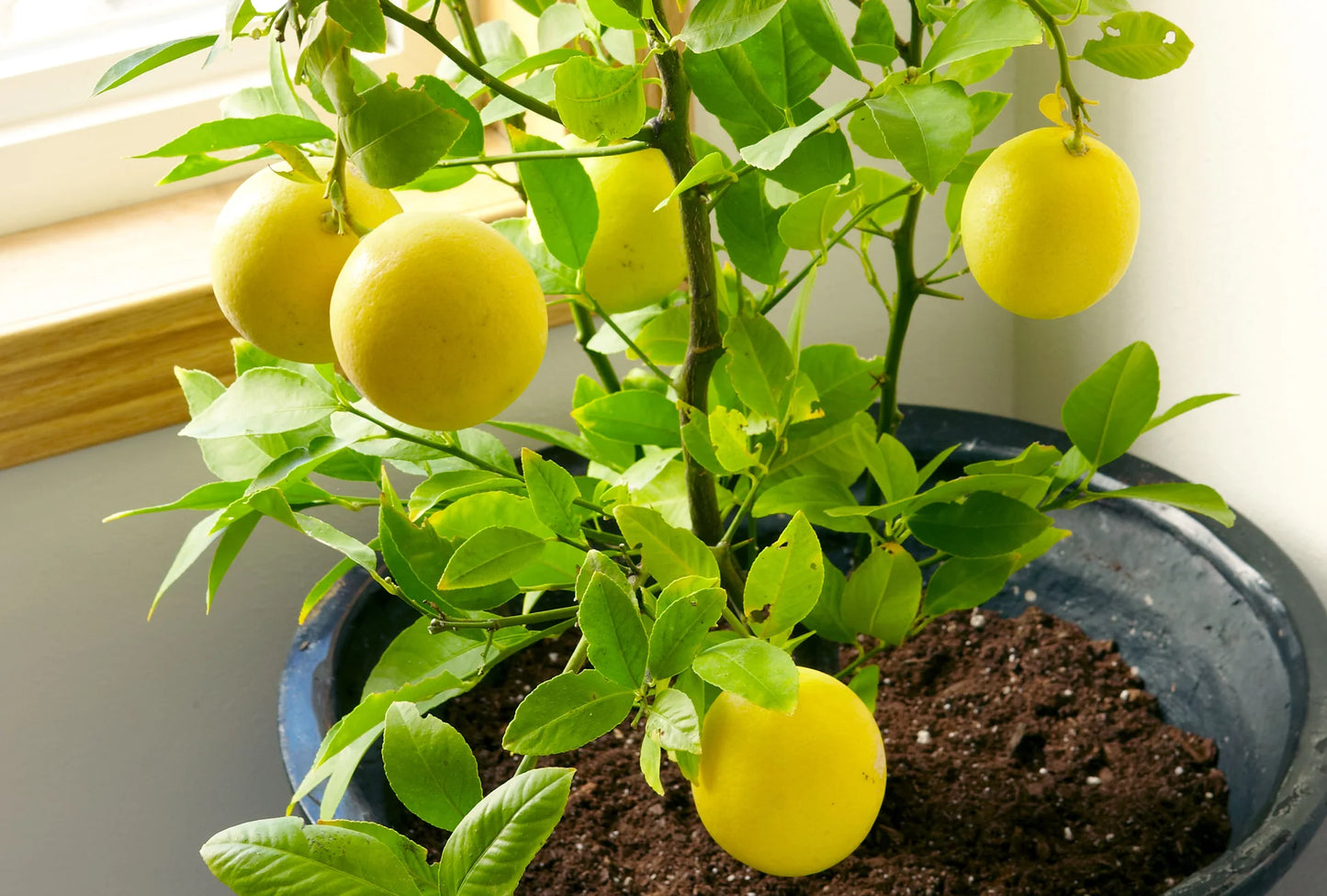 Citrus Lime (Citrus aurantiifolia) Seeds for Planting – Heirloom, Non-GMO, Easy to Grow, Evergreen Fruit Variety