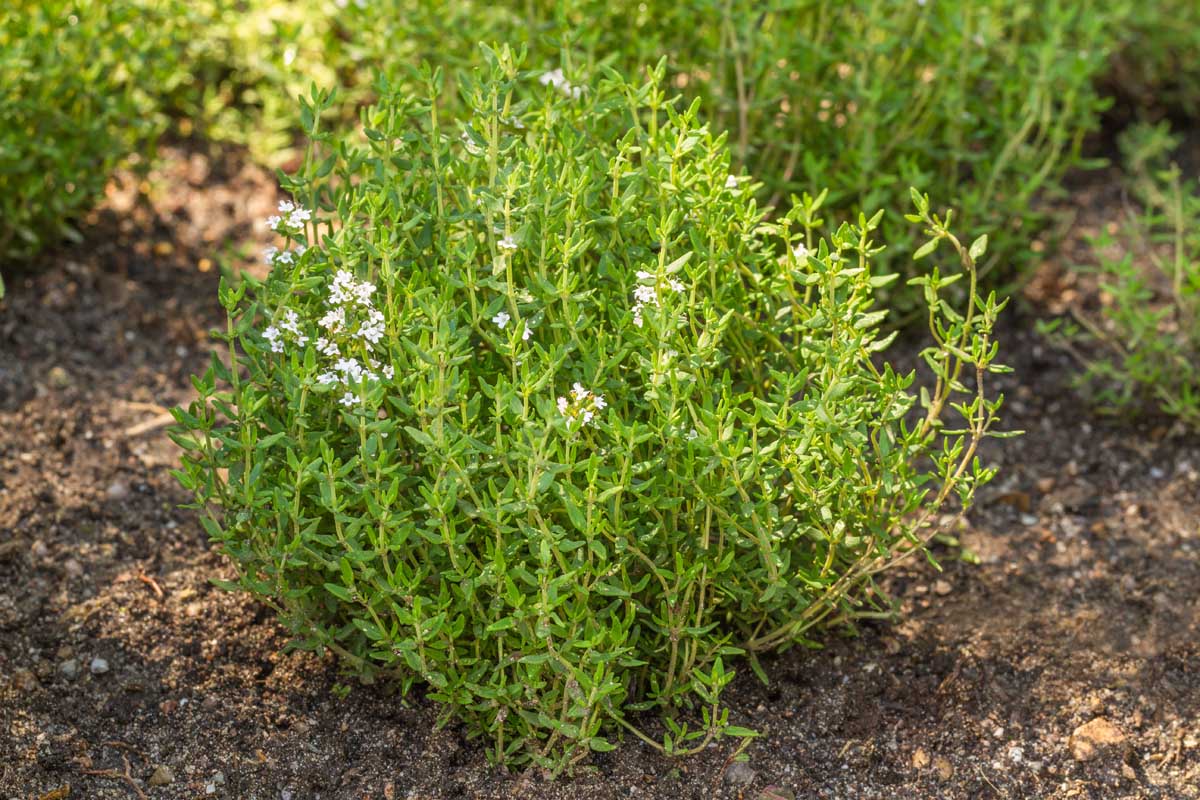 Thyme Thymus Vulgaris – Hardy Culinary Herb Seeds