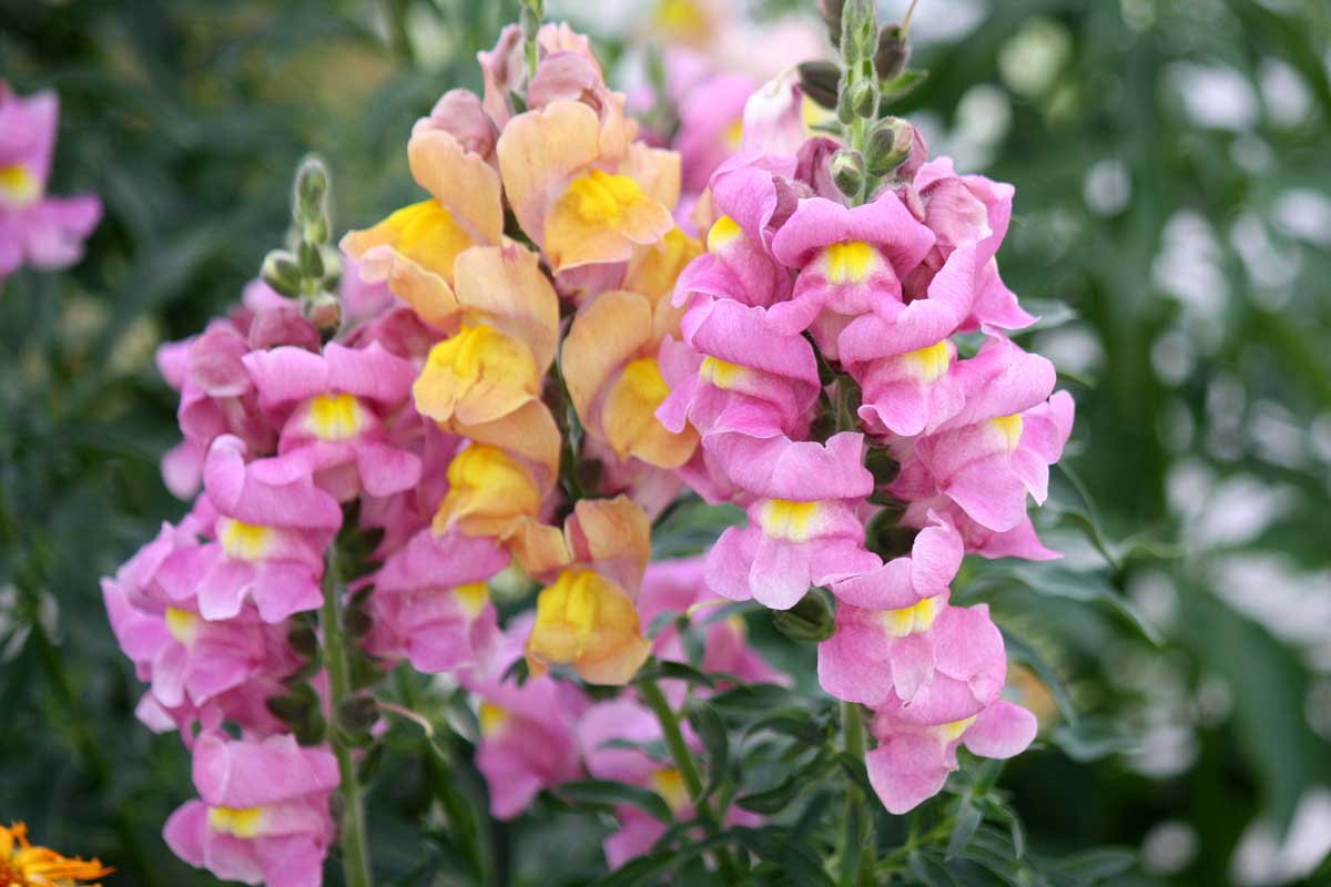 Snapdragon Antirrhinum Lemon – Colorful, Annual Herb Seeds