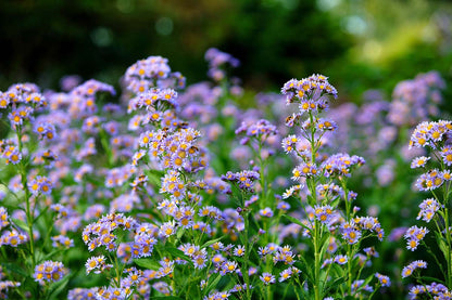 Aster Alpine Blue Aster Alpinus – Colorful Garden Flower Seeds