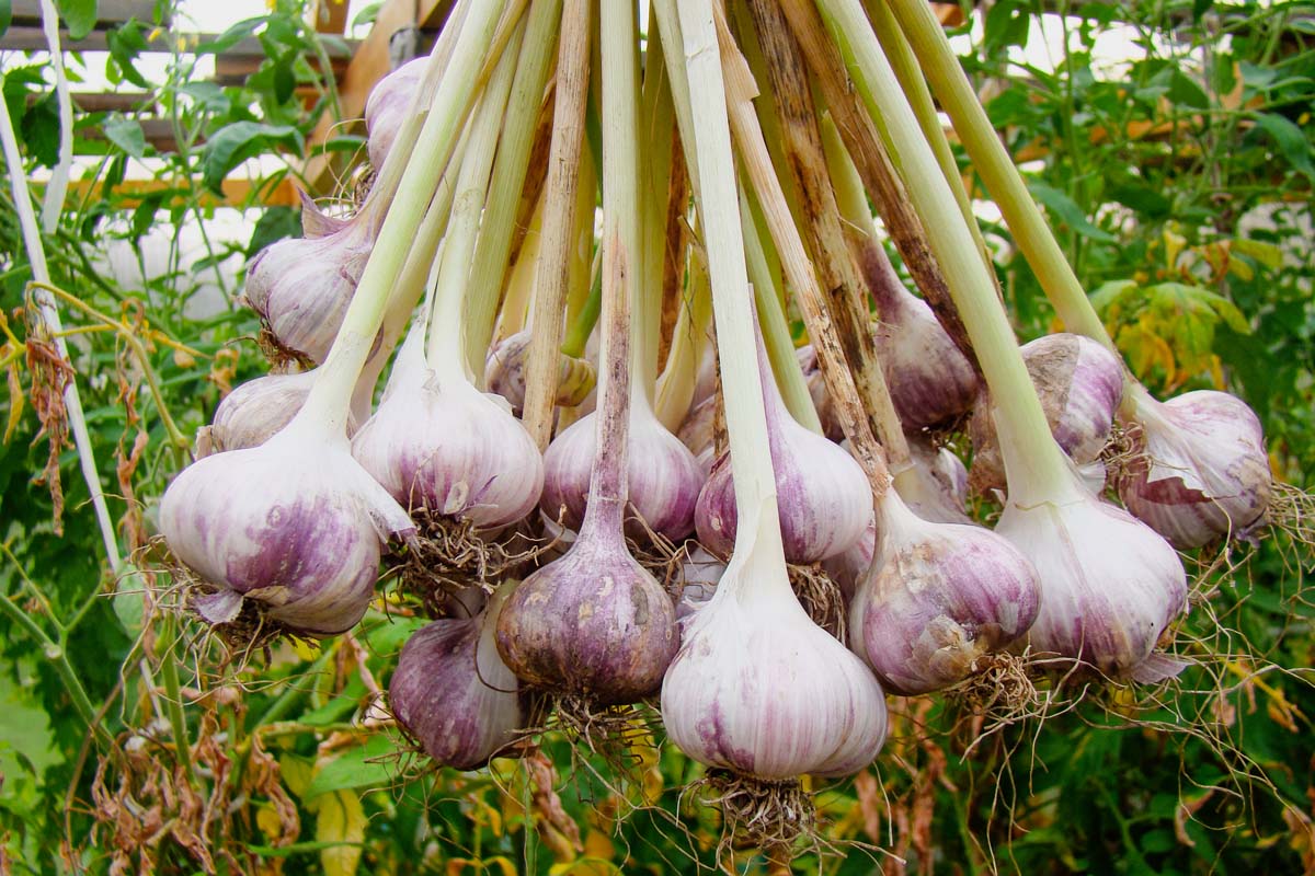 Elephant Garlic – Large Vegetable Garden Seeds
