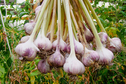 Elephant Garlic – Large Vegetable Garden Seeds
