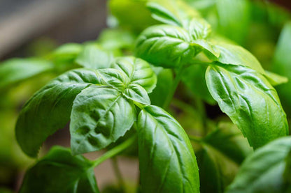 Basil Sweet Genovese Ocimum Basilicum – Culinary Herb Vegetable Seeds