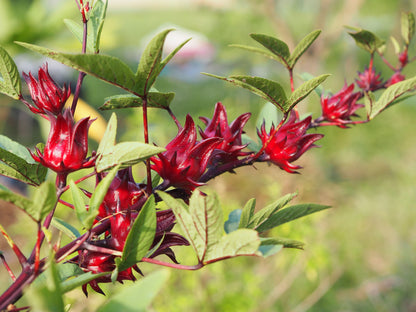 Rosella – Edible Vegetable Flower Seeds
