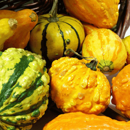 Daisy Gourd Seeds for Planting Great Gourds for Decoration
