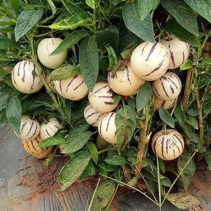 Pepino Melon Seeds Solanum Muricatum Sweet Exotic Fruit