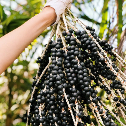 Wild Harvest Acai Seed Selection – Natural Acai Berry Seeds for Planting