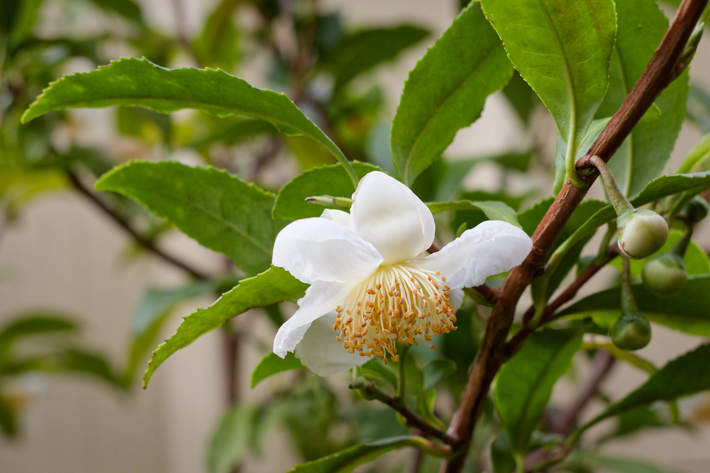 Camellia Sinensis Seeds Authentic Tea Plant Grow Your Own Green & Black Tea