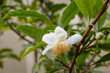 Camellia Sinensis Seeds Authentic Tea Plant Grow Your Own Green & Black Tea