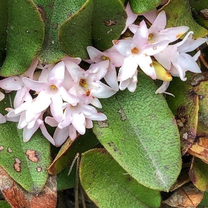 Arbutus Pink Bloom Seeds – Heirloom, Non-GMO, Ornamental Evergreen Shrub Seeds