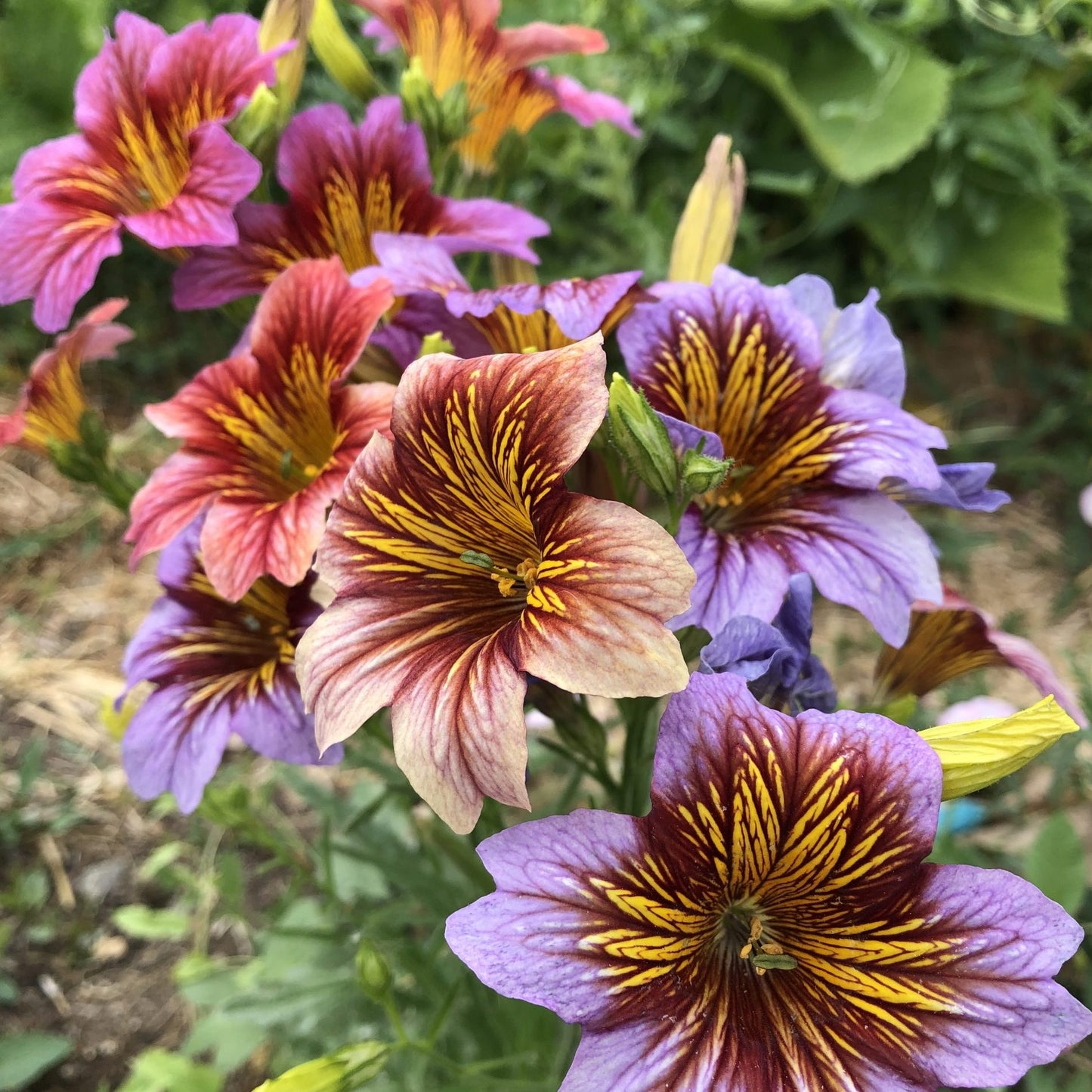 Salpiglossis Sinuata Painted Tongue – Garden Flower Seeds