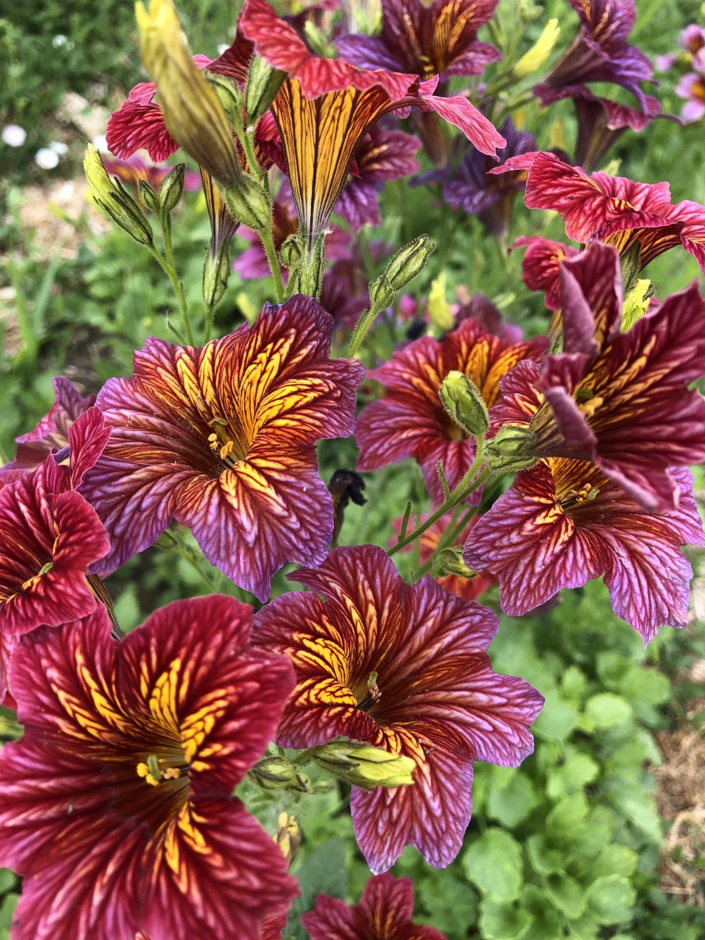 Salpiglossis Sinuata Painted Tongue – Garden Flower Seeds