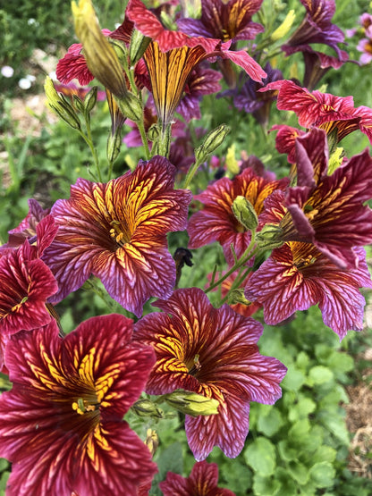 Salpiglossis Sinuata Painted Tongue – Garden Flower Seeds