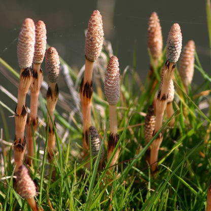 Equisetum telmateia – Giant Horsetail Plant for Landscaping