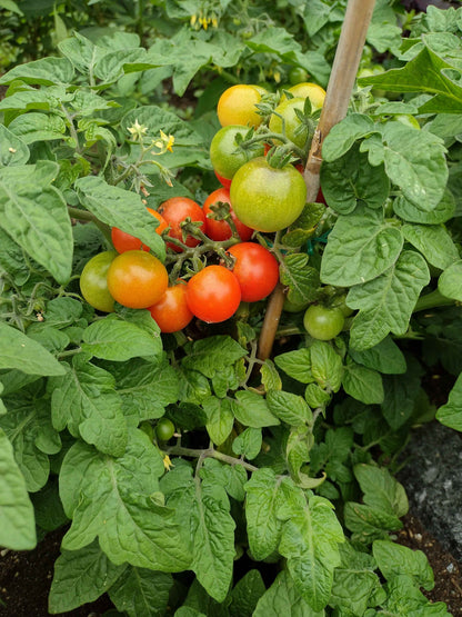 Tiny Tim Bonsai Tomato Dwarf Heirloom Seeds for Planting