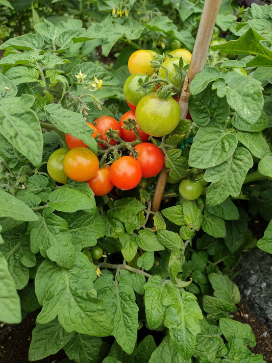 Tiny Tim Bonsai Tomato Dwarf Heirloom Seeds for Planting
