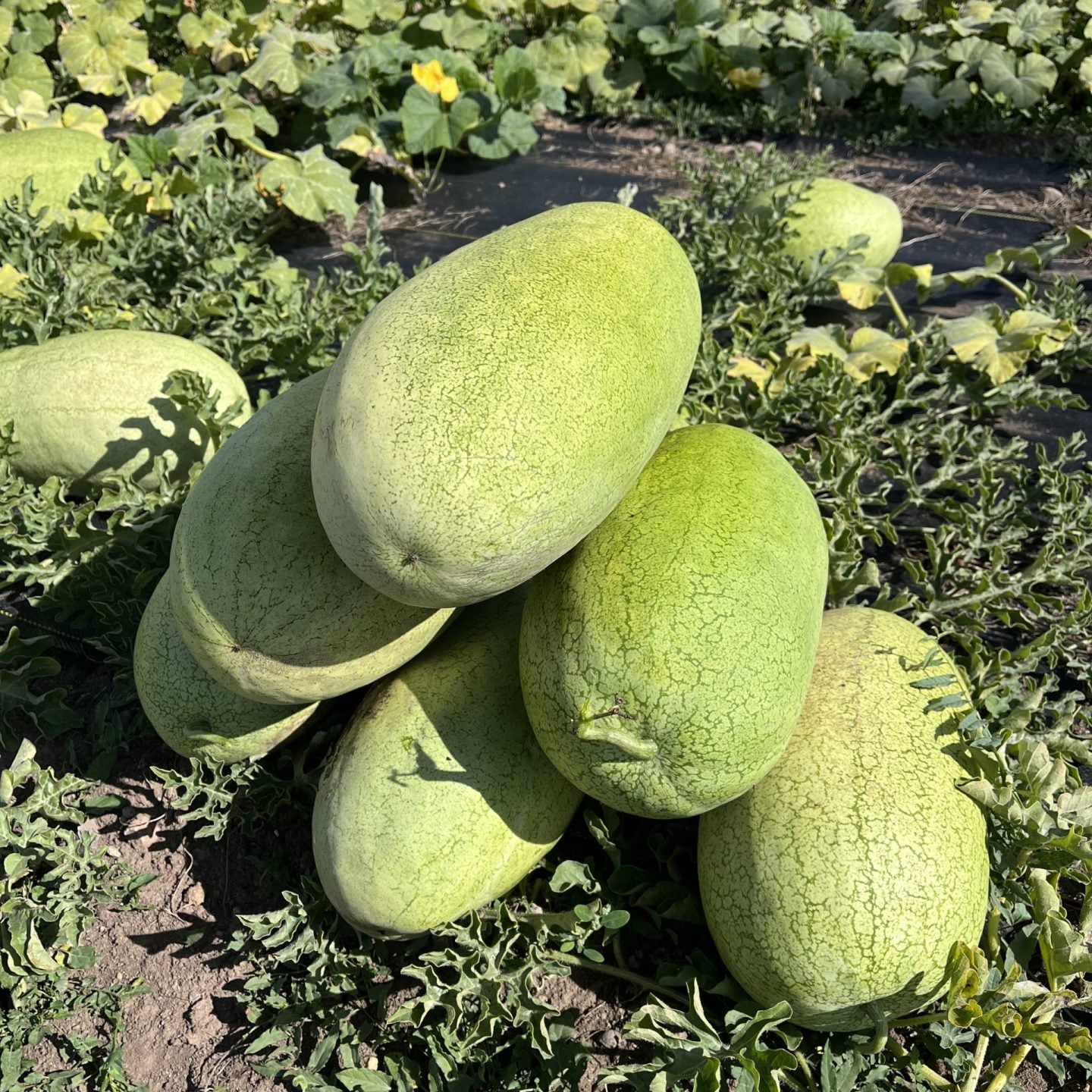 Charleston Gray Watermelon Seeds – Heirloom, Non-GMO, High-Yield, Large Oblong Variety