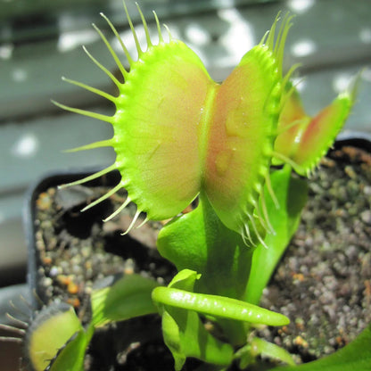 Venus Flytrap ‘B52’ Seeds – Large-Trap Carnivorous Plant Variety for Growing
