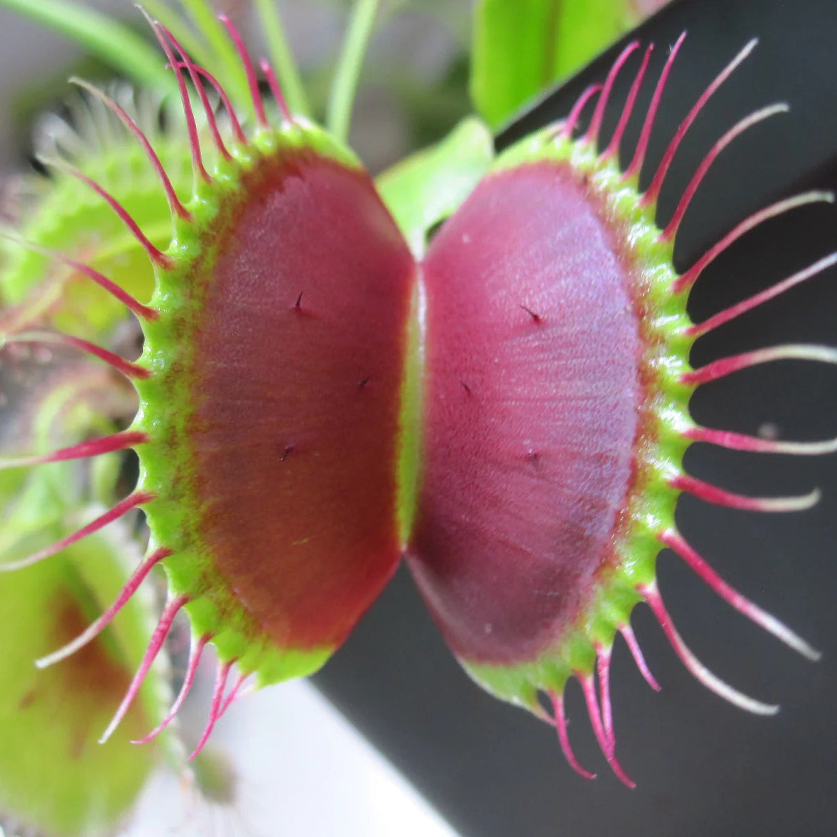 Venus Flytrap ‘B52’ Seeds – Large-Trap Carnivorous Plant Variety for Growing