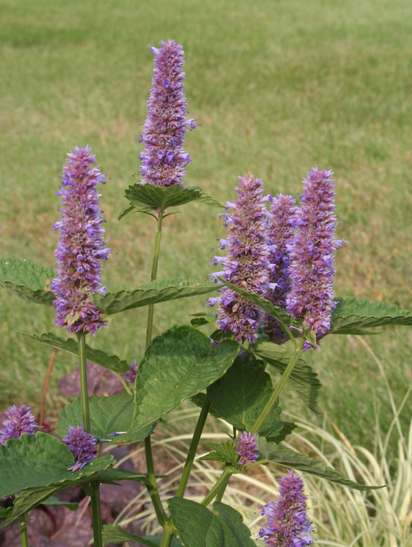 Hyssop Lavender Licorice Mint Agastache Foeniculum – Fragrant Herb Garden Seeds