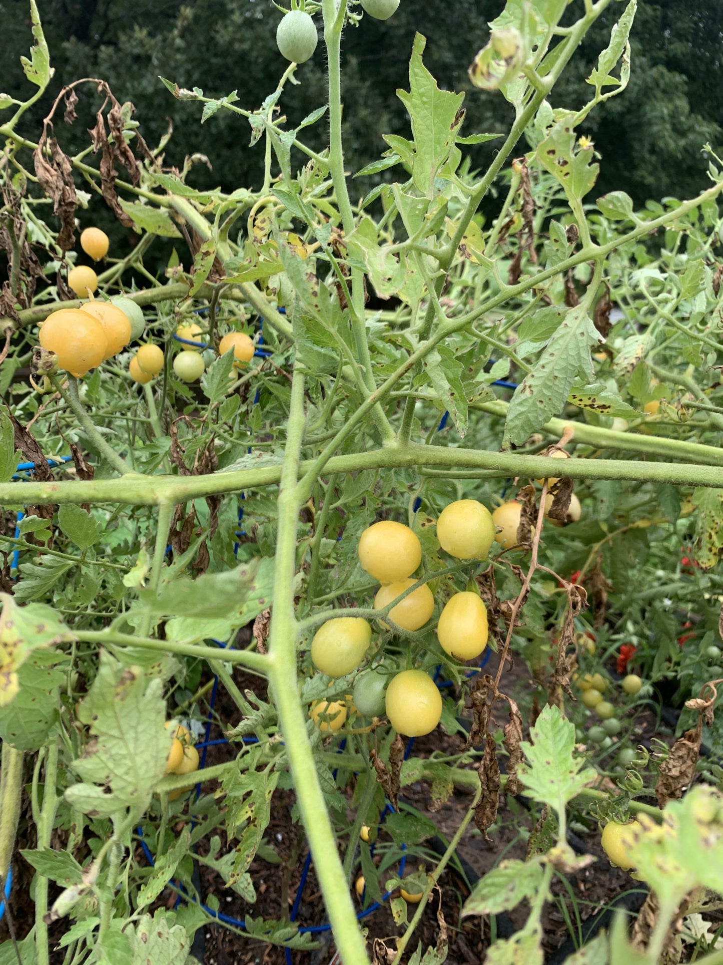 Snow Cherry Tomato – Sweet White Cherry Vegetable Seeds