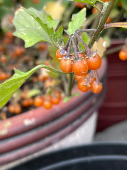 Orange Otricoli Berry – Fruit Garden Seeds