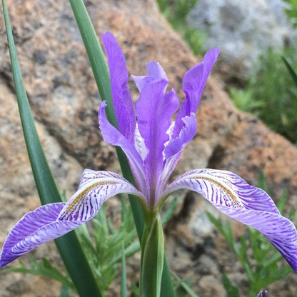 Blue Iris Missourensis – Perennial Flower Seeds