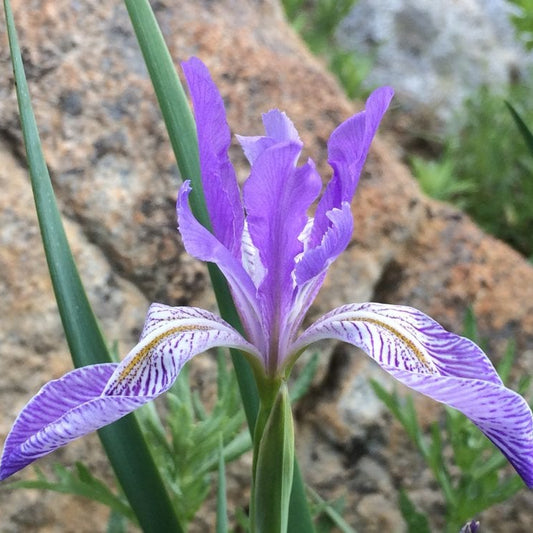 Blue Iris Missourensis – Perennial Flower Seeds